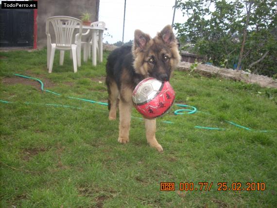 La foto del perro