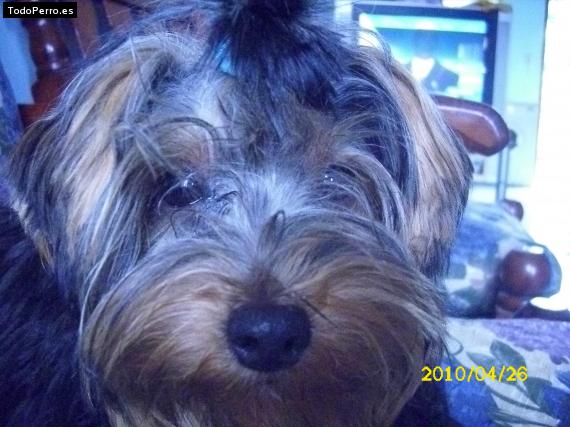 La foto del perro