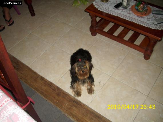 La foto del perro