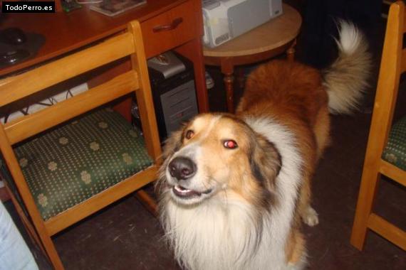 La foto del perro