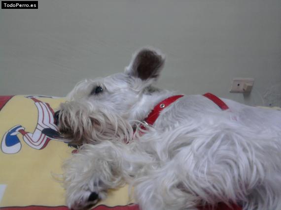 La foto del perro