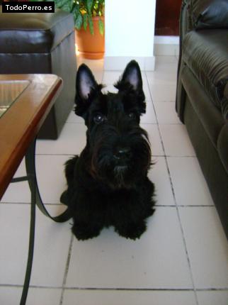 La foto del perro