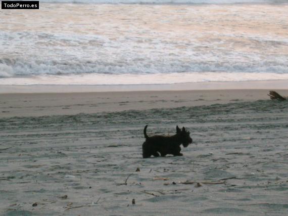 La foto del perro