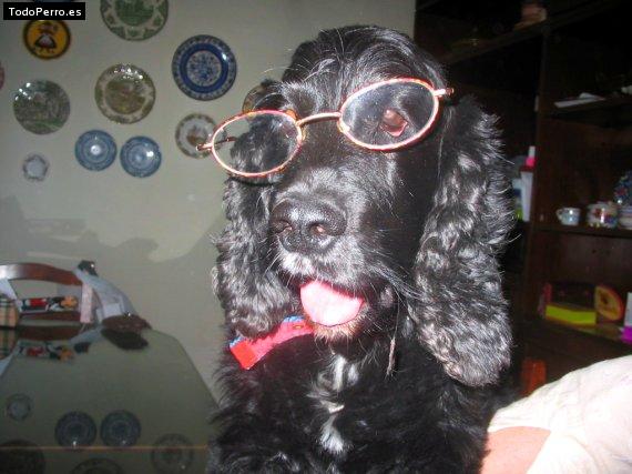 La foto del perro