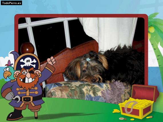 La foto del perro