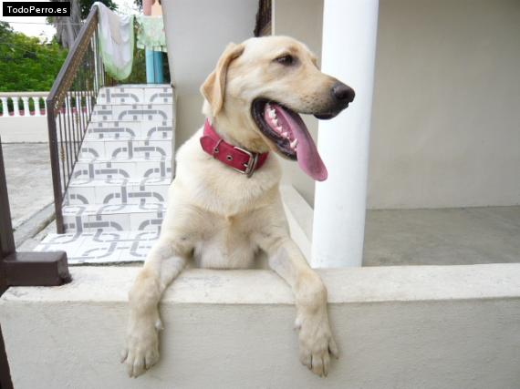 La foto del perro
