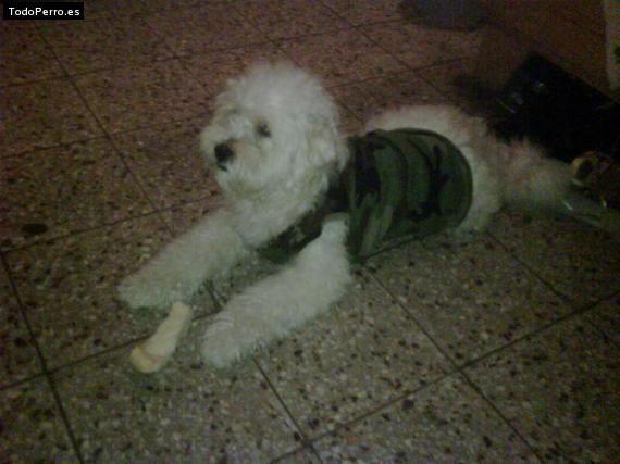 La foto del perro