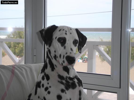 La foto del perro