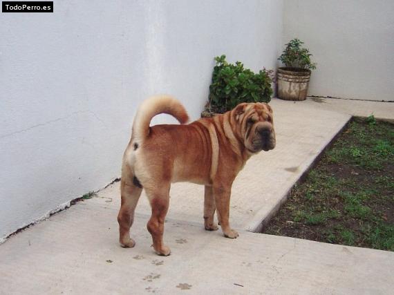 La foto del perro