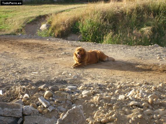 La foto del perro