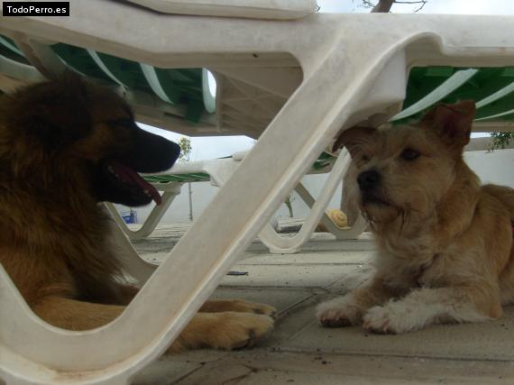 La foto del perro