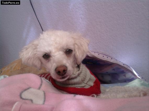 La foto del perro