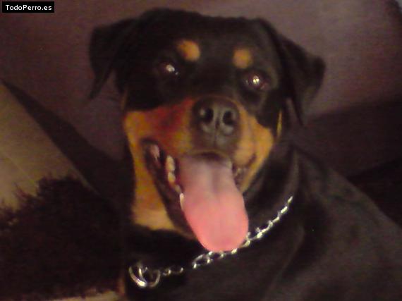 La foto del perro