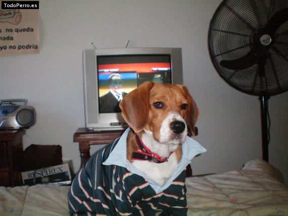 La foto del perro