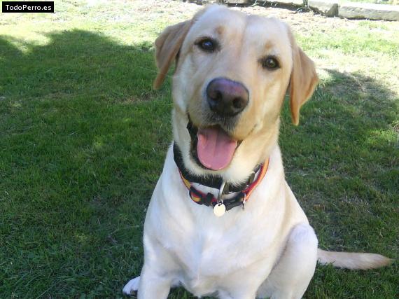 La foto del perro