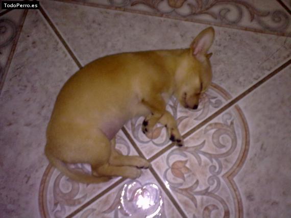 La foto del perro