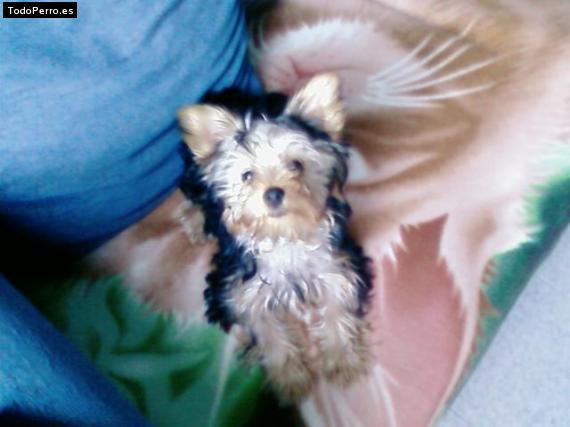 La foto del perro