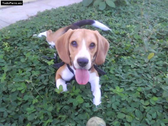 La foto del perro