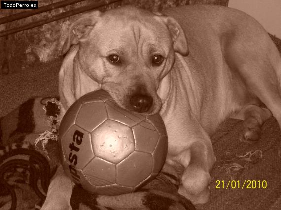 La foto del perro