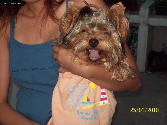 La foto del perro