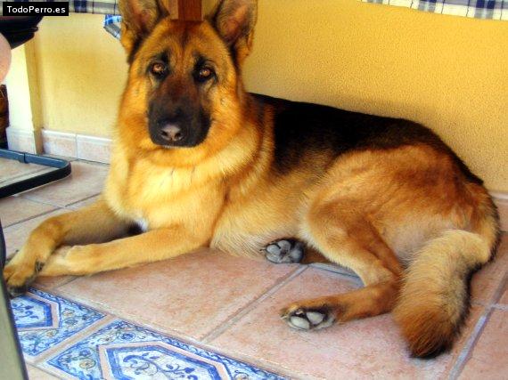 La foto del perro