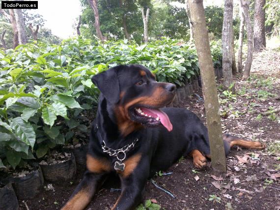La foto del perro