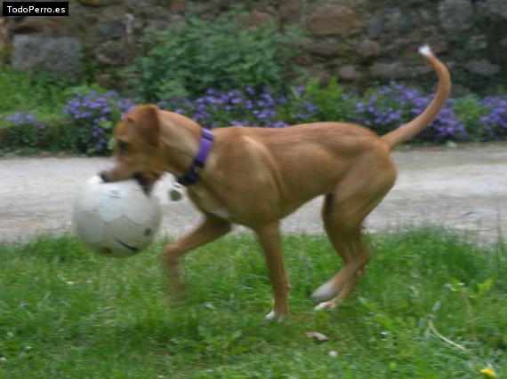La foto del perro