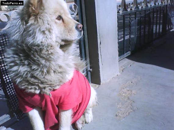 La foto del perro