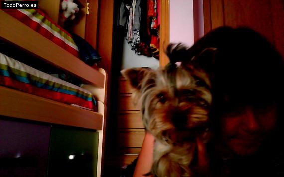 La foto del perro