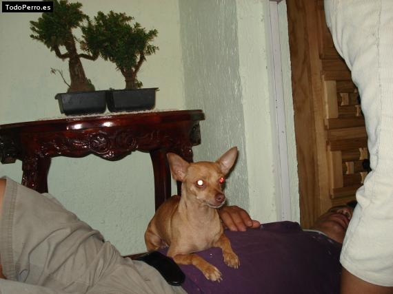 La foto del perro