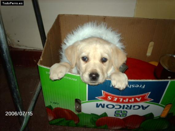 La foto del perro