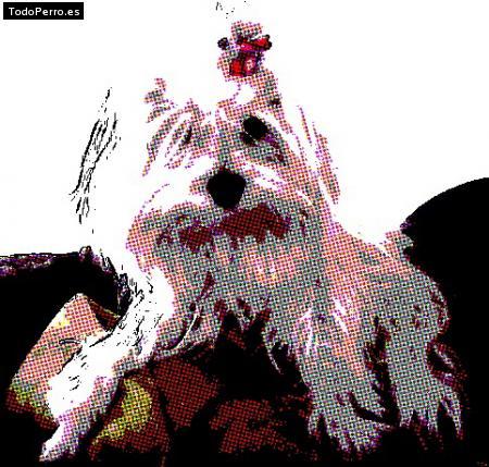 La foto del perro