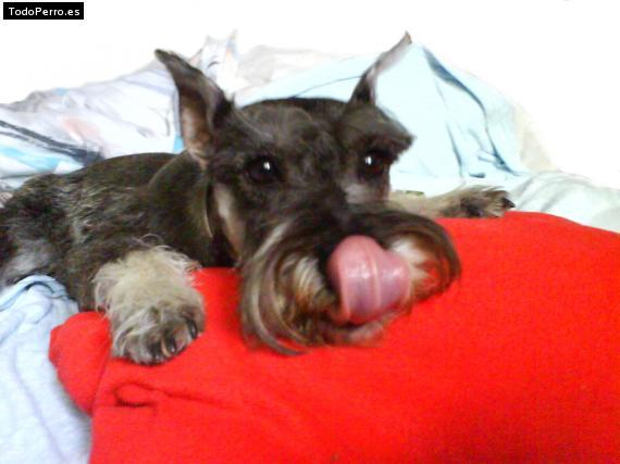 La foto del perro