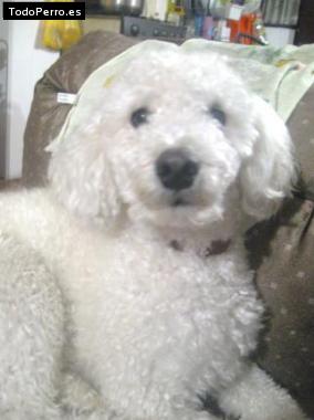 La foto del perro