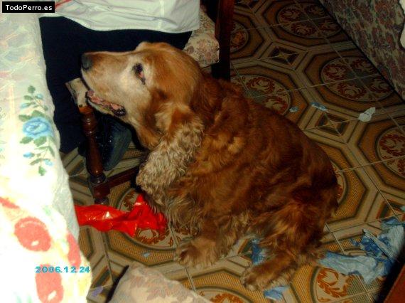 La foto del perro