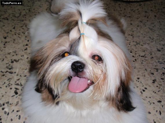 La foto del perro