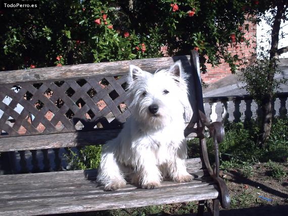 La foto del perro