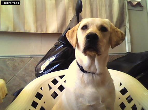 La foto del perro