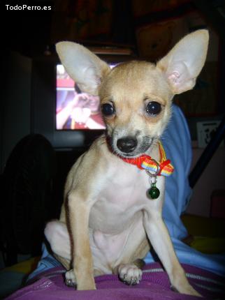 La foto del perro