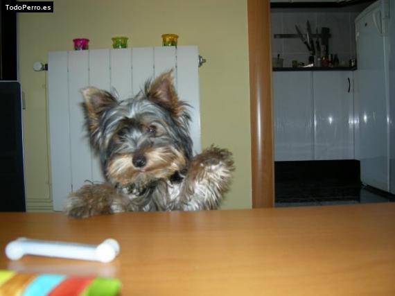 La foto del perro