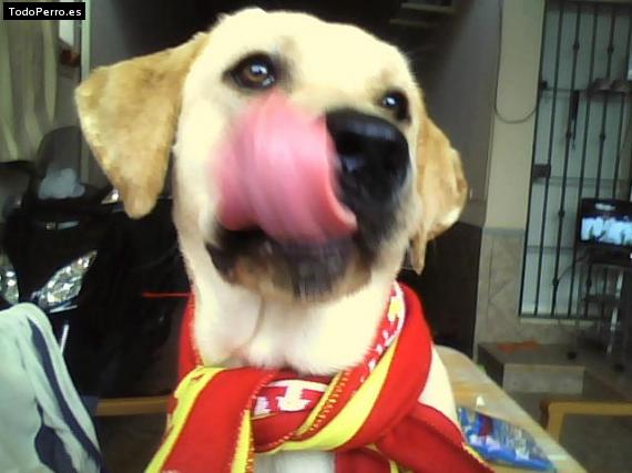La foto del perro