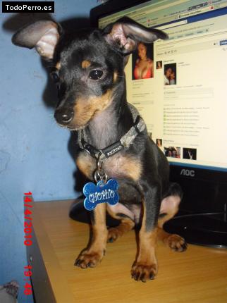 La foto del perro
