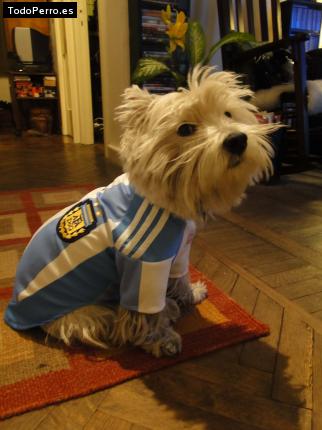 La foto del perro