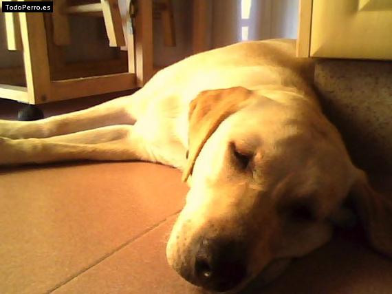 La foto del perro