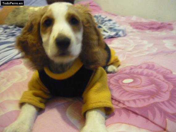 La foto del perro