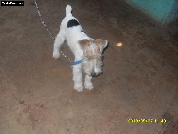 Foto del perro Osi