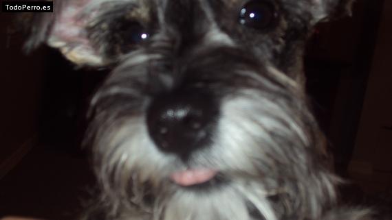 La foto del perro