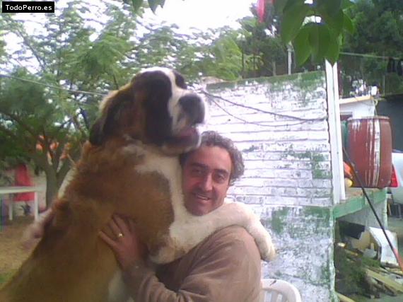 La foto del perro
