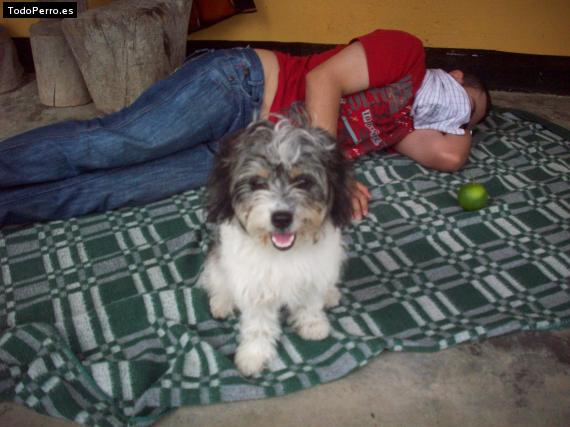 La foto del perro