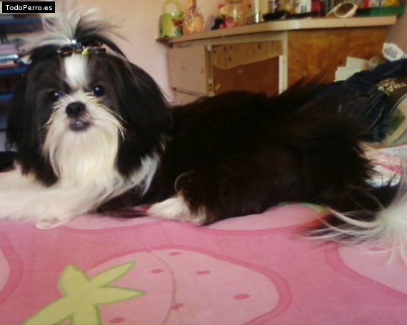 La foto del perro